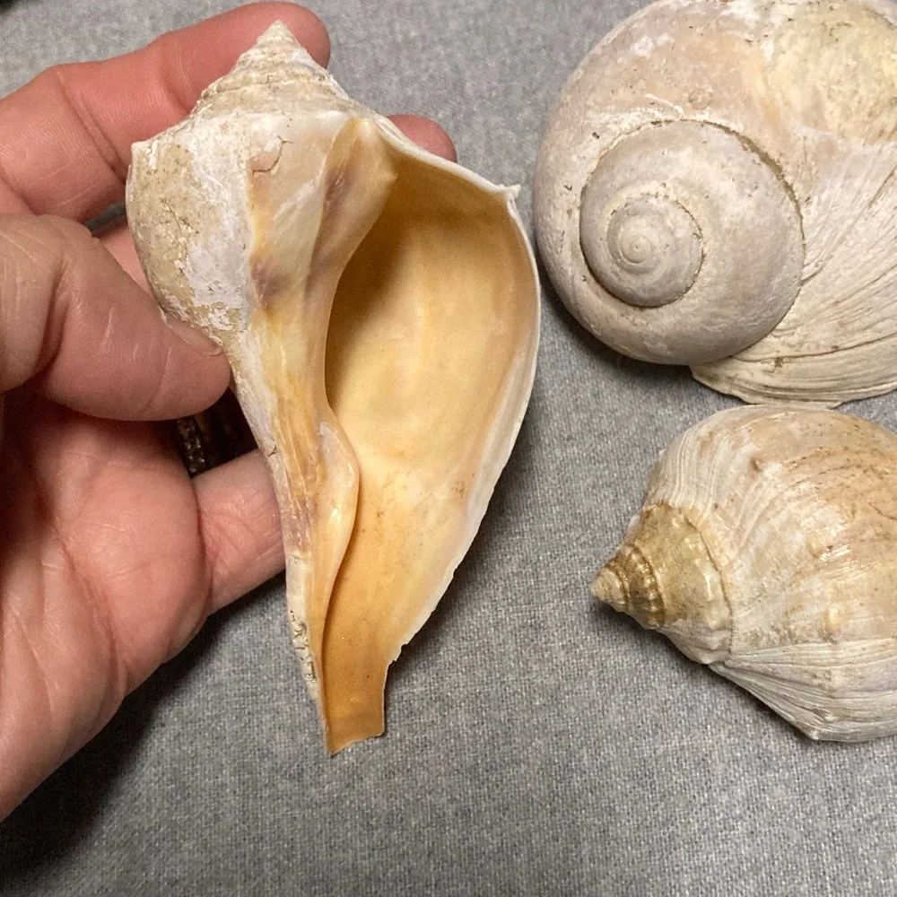 Natural Sea Shell Collection - Picture 2 of 5